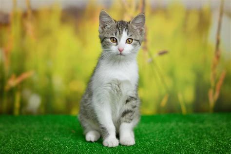Cat .